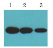 V5标签（MD6）小鼠单克隆抗体