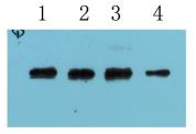 MBP-tag（MD8）小鼠单克隆抗体