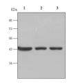 β-actin（MG3）小鼠单克隆抗体