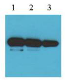GFP-tag（ME11）小鼠单克隆抗体
