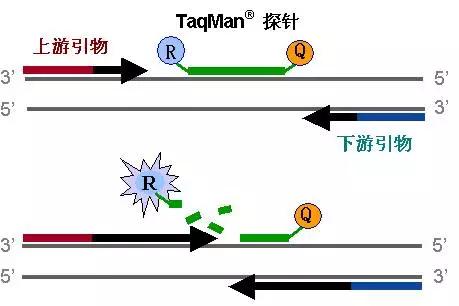 1636608091289824.jpg 图.TaqMan水解探针作用机理图.jpg