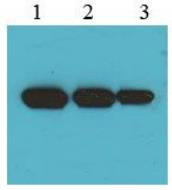 His-tag (MC10) Mouse Monoclonal Antibody