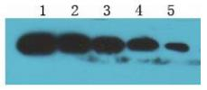 Myc-tag（ME8）Mouse Monoclonal Antibody