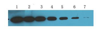 T7-tag（MG11）Mouse Monoclonal Antibody