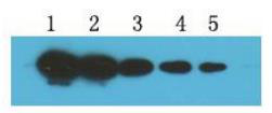 RFP-tag（MC8）Mouse Monoclonal Antibody