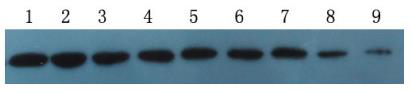 mCherry-tag（MA4）Mouse Monoclonal Antibody