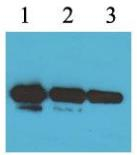 Flag-tag（MA4）Mouse Monoclonal Antibody
