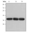  GAPDH（MC4）Mouse Monoclonal Antibody