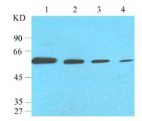 α-Tubulin （MG17 ）Mouse MonoclonalAntibody