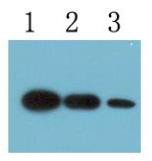 COX Ⅳ （MF3 ）Mouse MonoclonalAntibody