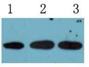 PCNA （MD10 ）Mouse MonoclonalAntibody