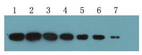  Sumo-tag（MC11）Mouse Monoclonal Antibody